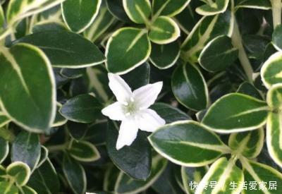  黄叶：六月雪黄叶是什么原因