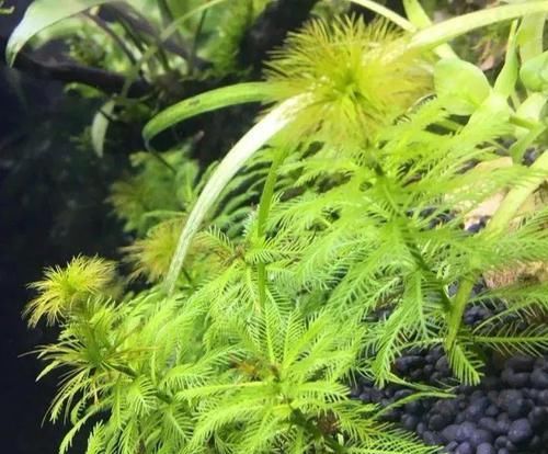  一大■比铜钱草好看的花，7天爆满一大缸，多到家里堆不下