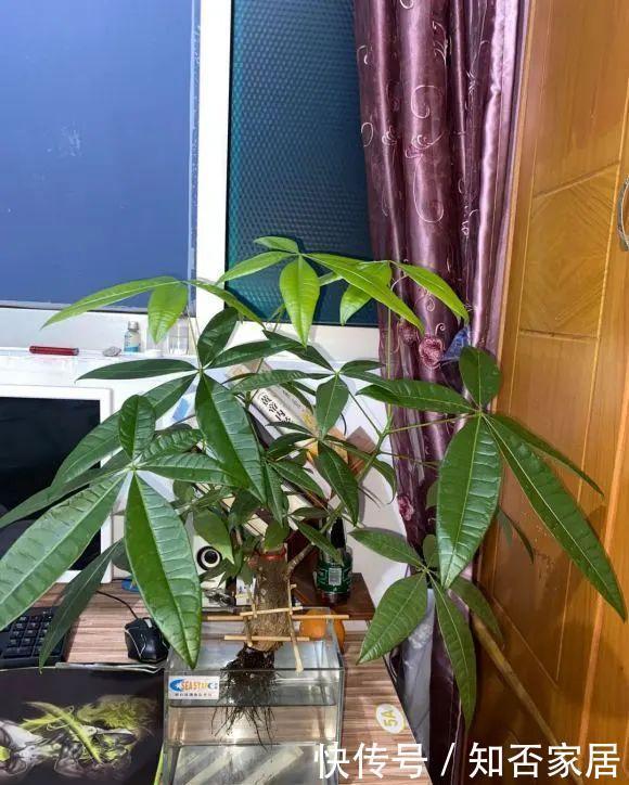 『排水良好』家里角落太单调,就养这几种植物试试吧