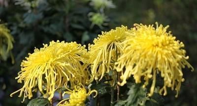  『控制』控制花期的常用技术有哪些？