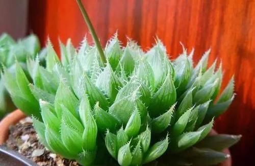  「玉露」水晶掌（宝草、玉露）的养护介绍