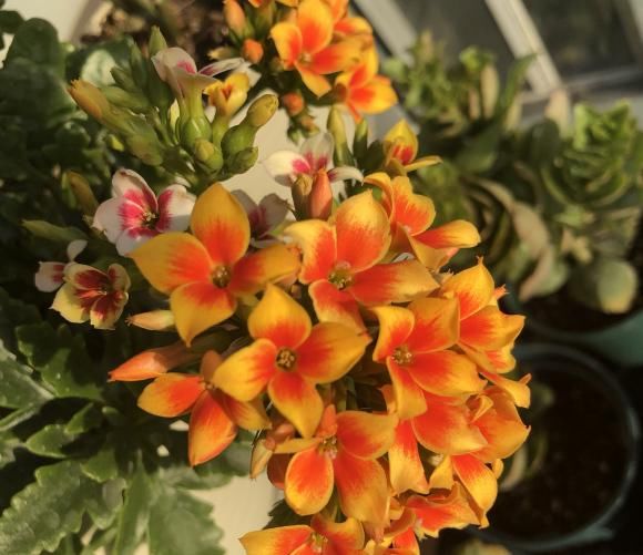  【长寿花的花】长寿花开败了，剪剪枝，晒足太阳，喂点“薄肥”，还能接着开
