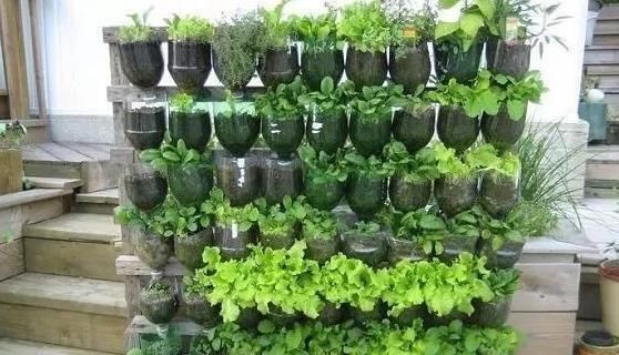  【花草】塑料瓶多要扔掉？1招变身“养花神器”，防寒又保暖，夏季能保湿