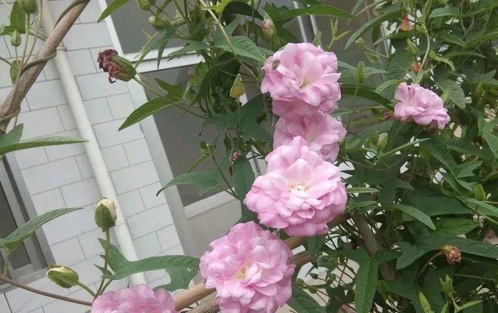  【慎养】这花要慎养，每年砍掉3麻袋，照样蹭蹭长！