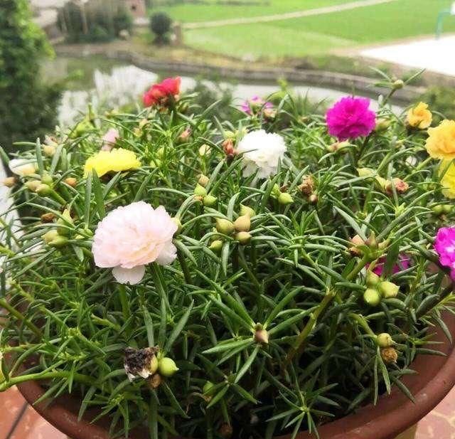 【耐热】3种花很好养,耐热耐晒又耐旱,夏天也能开爆盆,家里养出小花园