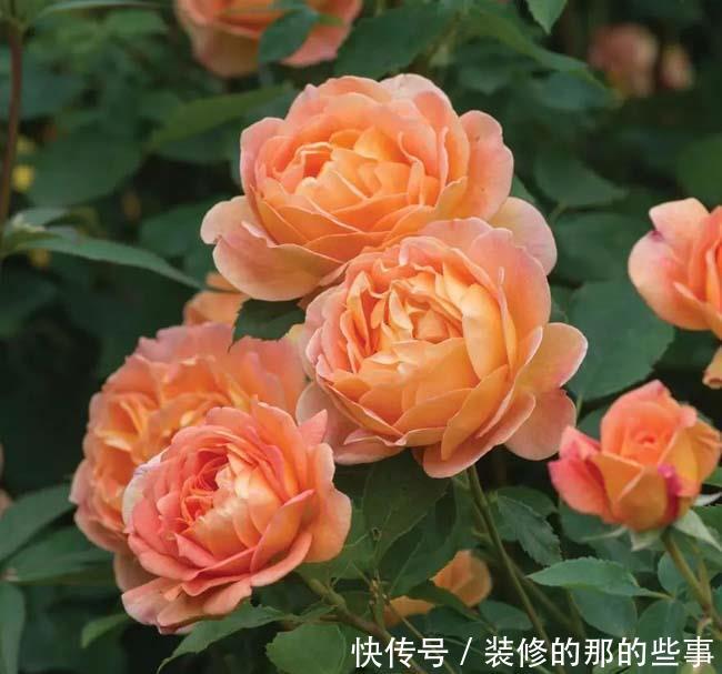  『美艳』喜欢在家中养护花卉，就养护美艳妖娆的3种漂亮的花卉，花色艳丽