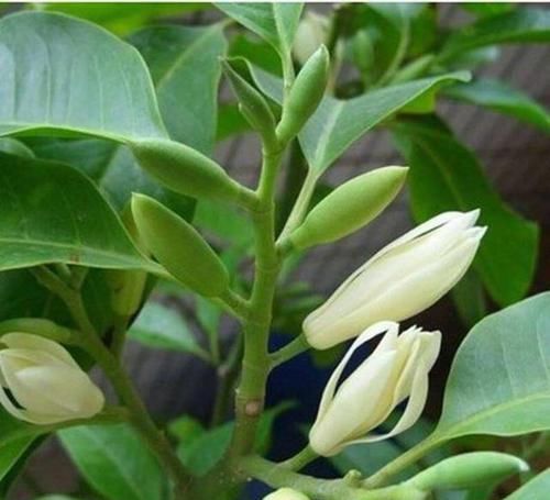  『枝繁叶茂』白兰花这样养，枝繁叶茂，花开满枝头，又多又香。