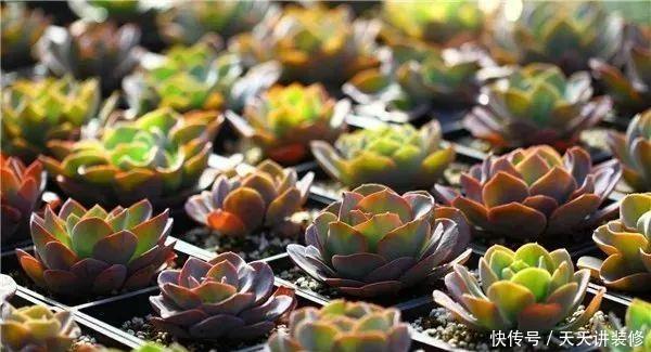 早上■问个问题,多肉植物是晚上浇水还是早上浇水?你不知道了吧?