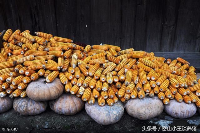 原料行情华北玉米价格连涨，未来能否突破1元大关？