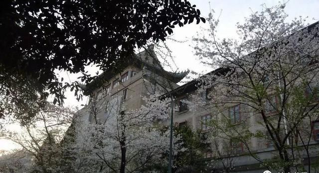 樱花盆景，美到窒息！