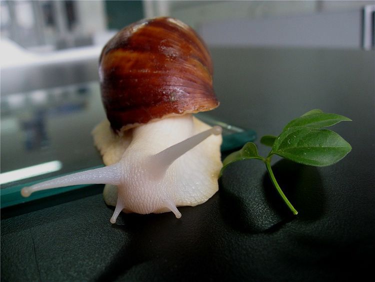  #齐名#它与鱼翅齐名，每亩利润高达万元，养殖的人却很少，农民