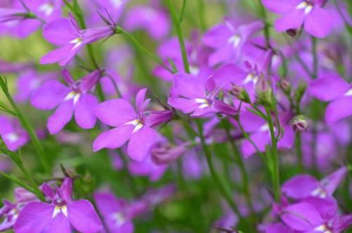 『黄花』喜欢菊花,首选洹水红梅,花开蕊黄花艳,绚丽多姿,好美啊!