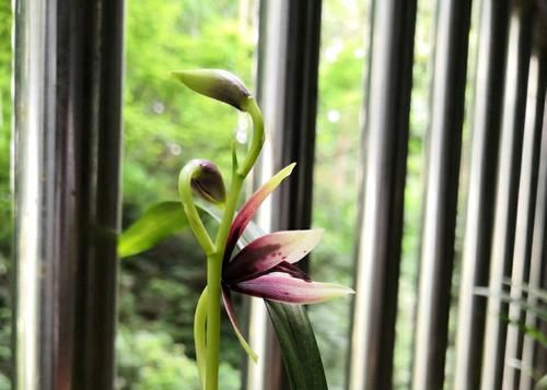 『叶芽』后陇兰花苗的花芽和叶芽一起冒?作为负责人的男人,还是选择保大