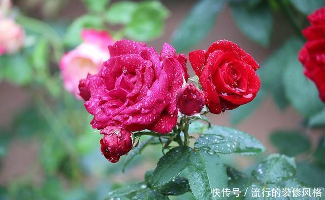 『花无』月季——只道花无十日红,此花无日不春风