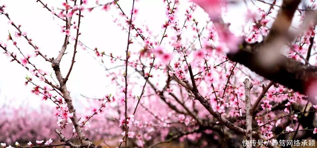 这座低调小城承包了浙江最美的春天, 清明去过两三天乡下生活~