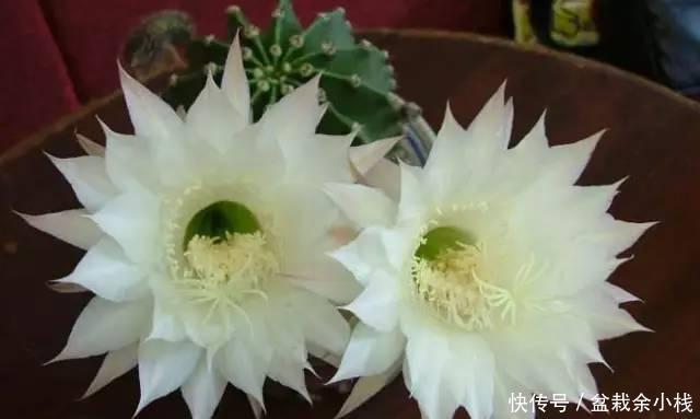 枯萎|避免室内花卉再枯萎和死亡,只要做到这五点!