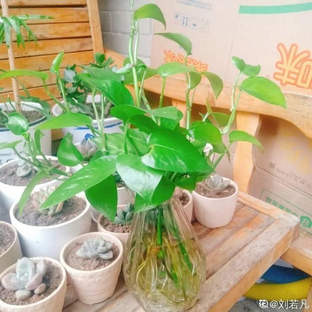  [萝卜]水里加点碳，根系壮得撑破盆，长出满盆萝卜根