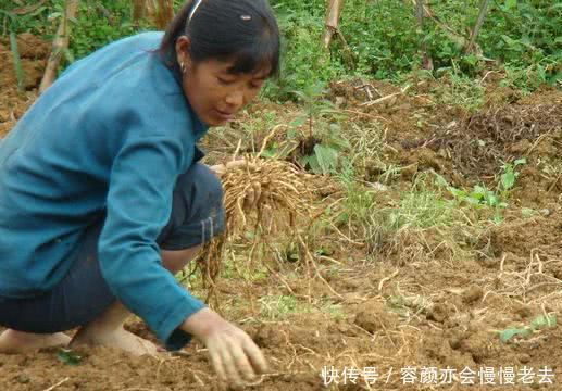 农民种植这种“豆芽菜”，“懒人”都能年收入增加十几万