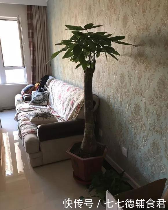  『花开』4种花，就要挤着养，挤一点才能不烂根、长得旺，花开更繁茂！