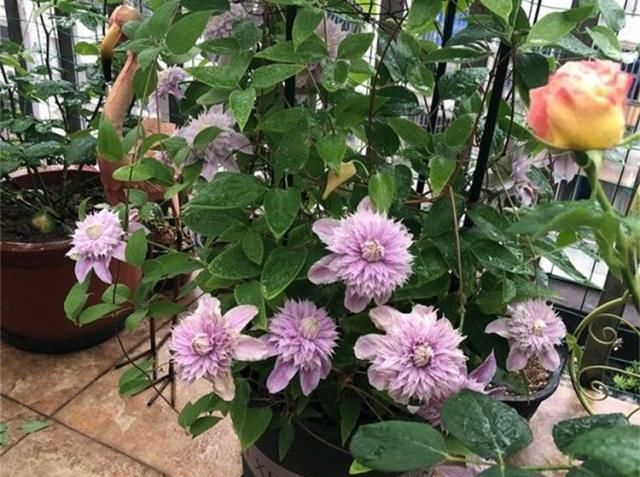  「栽培」此观花植物，花期长达6个月，花好看、易栽培，比月季、长寿花强