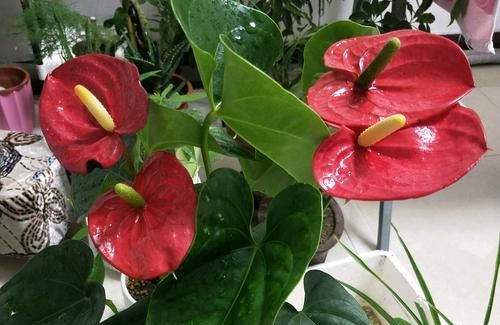 「通风」开紫色花朵的红掌您见过吗?开花紫色很梦幻,缺点明显很无奈