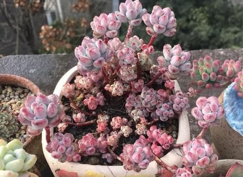  露养■多肉露养好时节：扔外面，1个月没管，美得跟整容了一样！