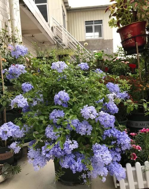  扦插■这些花趁现在“赶紧”扦插，生根快，俩月就开花，容易开成大花球
