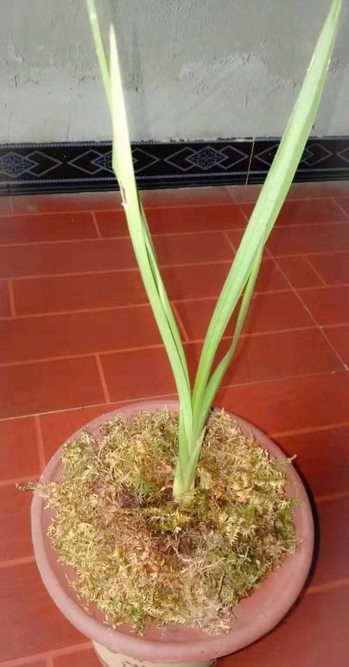  『区别对待』养兰花要有针对性，用心做好记录，管理才能得心应手