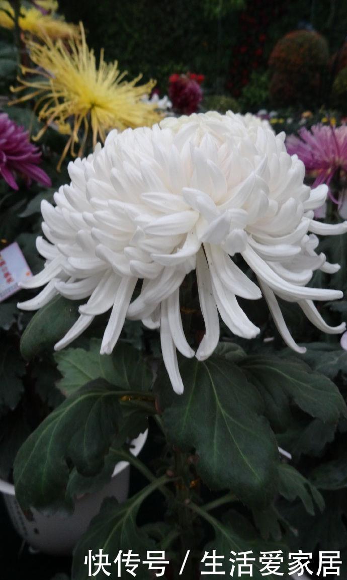  【花型】喜欢玫瑰，不如养盆“珍品名菊”唐宇傲雪，花型饱满，素雅高贵！