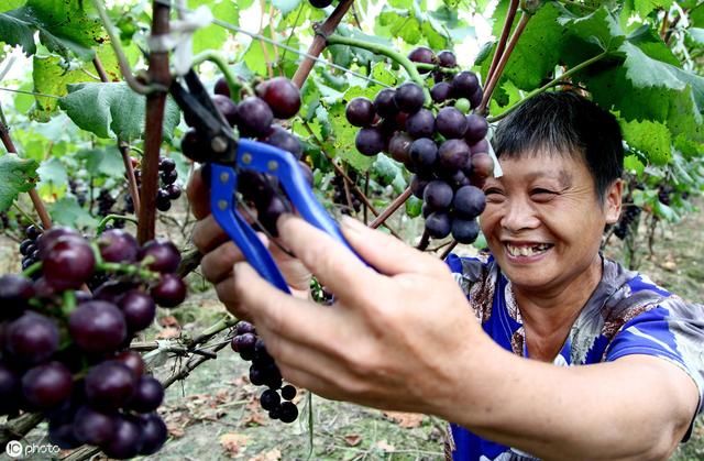 葡萄树种在院子里，可以乘凉，为什么现在好多村民不愿意种了