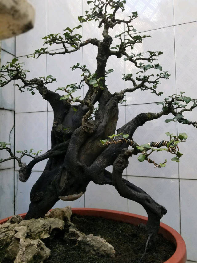 『园艺师』到园艺师家里做客,欣赏到了很多精品盆景,一起来感受盆景的魅力