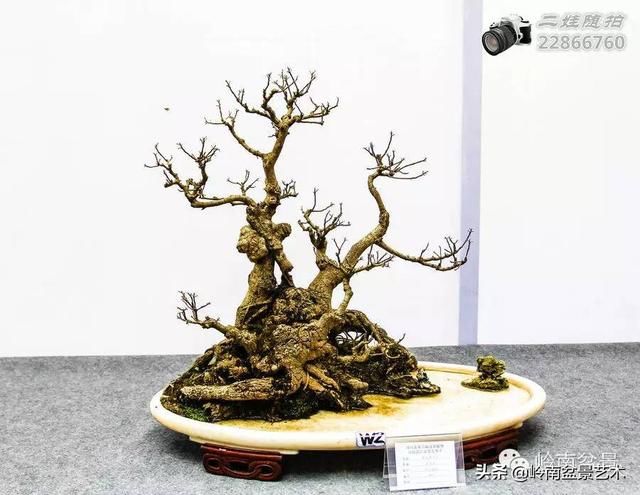 把温江盆景卖到欧洲去