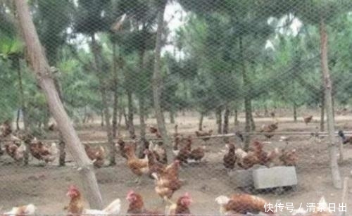  [喂养]养鸡，到底是用玉米喂好？还是用稻谷喂出来的好？养殖户