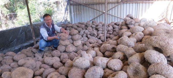  种植@去年9毛一斤不愿意种，如今卖7000元一吨，农民：今年种太