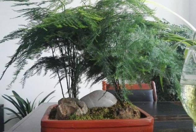  不烂根不■文竹养护秘诀，不烂根不黄叶，新芽冒不停，生机盎然，生长茂盛