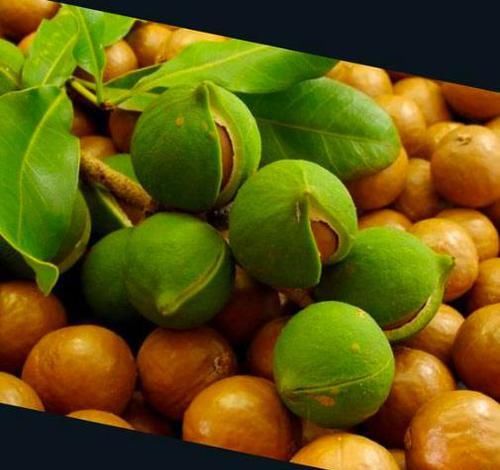  「种植」鲜果7块一斤，烤熟后50块一斤，种一亩赚一万元，果农：