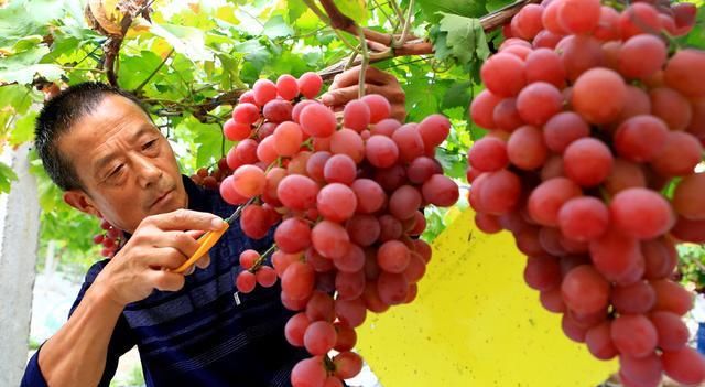  「庭院」适合农村庭院种植的树有哪些？老农：这4种树，你最好不