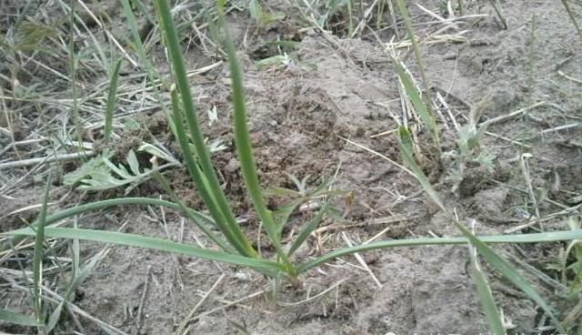  「再次」再次声明，若遇此物，请别挖根，摘叶就好，因为太珍贵