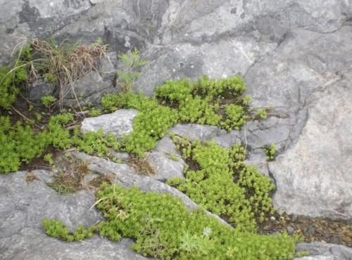 狗牙:1种多肉植物,人称“狗牙瓣”,常生长在河边,挖回家养,漂亮!