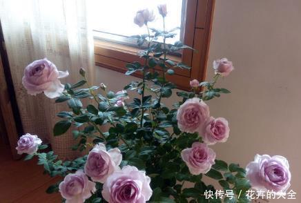蓝色风暴■新手养花,不如养盆花中精品“紫雾泡泡”,似粉嫩公主,娇艳美丽