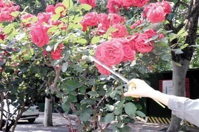 『路边』路边月季今年咋开这么大 一株同时开出几十朵花