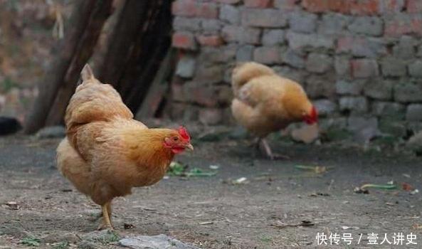 农村俗语“春不捡鸡，冬不捡兔”，是什么意思有道理吗