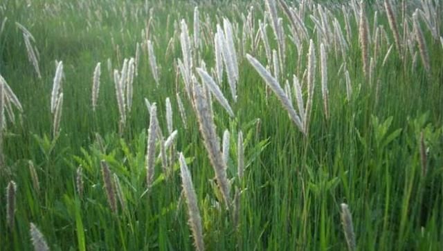  「收益」它是恶性杂草，农民恨得牙痒痒，现在人工种植成了高收