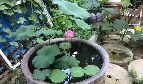  『最合适』江西一位王大爷，用老物件养花，大水缸养荷花，真的超级美