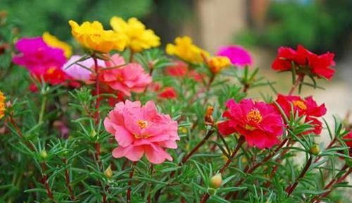  『枝条』太阳花，皮实好养活易繁殖，只要几根枝条就能花朵开满整个阳台！