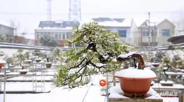 一组盆景作品欣赏，雪中赏盆景，别具一番风韵！