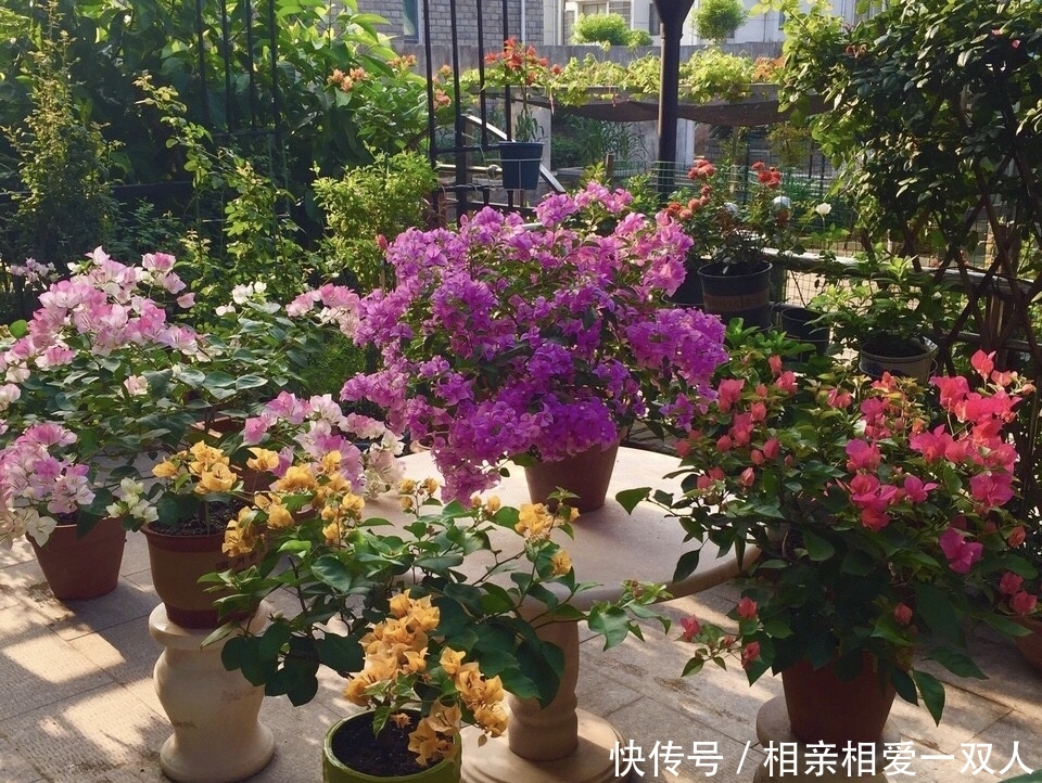  『三角梅』三角梅不开花，是公树母树的原因吗？虐待一番，开成“大花树”