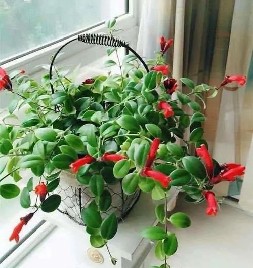  【开爆】4种耐阴花，光照不好也能开爆盆，喜欢就赶紧养一盆吧！