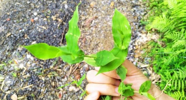  家畜饲养：这是“水龙头凤尾草”，很珍贵，70年代随处可见。 现