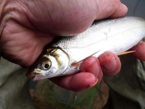  nbbrs_此鱼2两左右的最好吃，嘴巴属于天包地，非常考验钓鱼人的技术